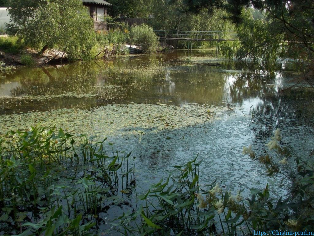 Очистка водоема от водорослей