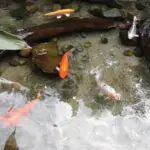 Зарыбление прудов и водоемов в Москве и Московской области