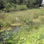 Река – чистка, цена очистки