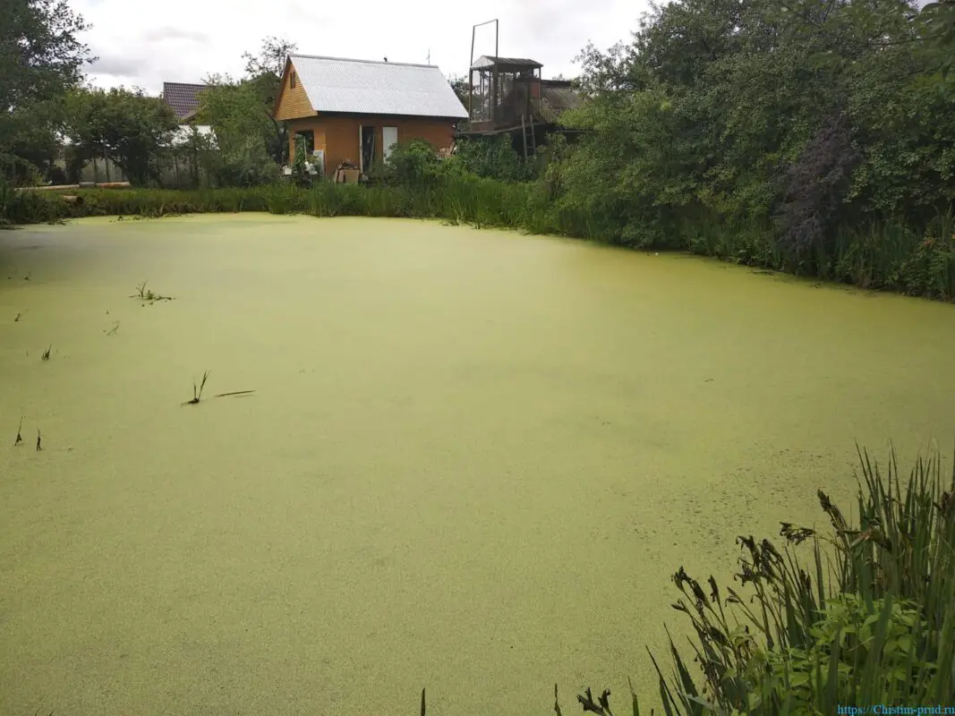 Зачем чистить пруды и водоемы от водорослей